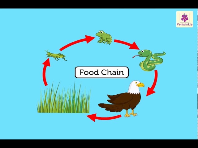 Food chain. | Quizizz