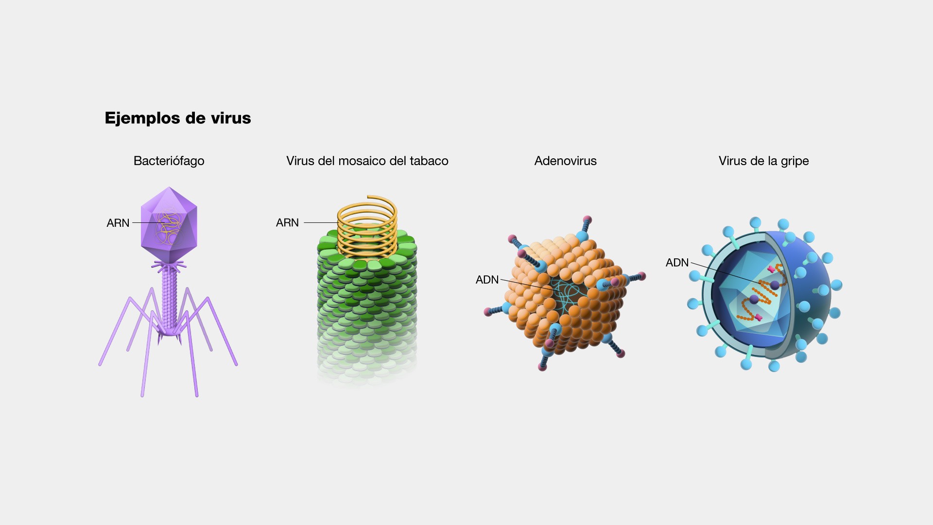 formas-acelulares-infecciosas-virus-pri-ns-e-viroides-quizizz