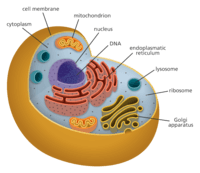 structure of a cell - Year 8 - Quizizz