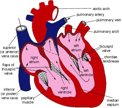 Cardiovascular System 