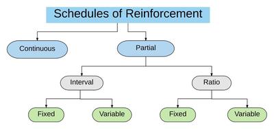 Schedules of Reinforcement 366 plays Quizizz