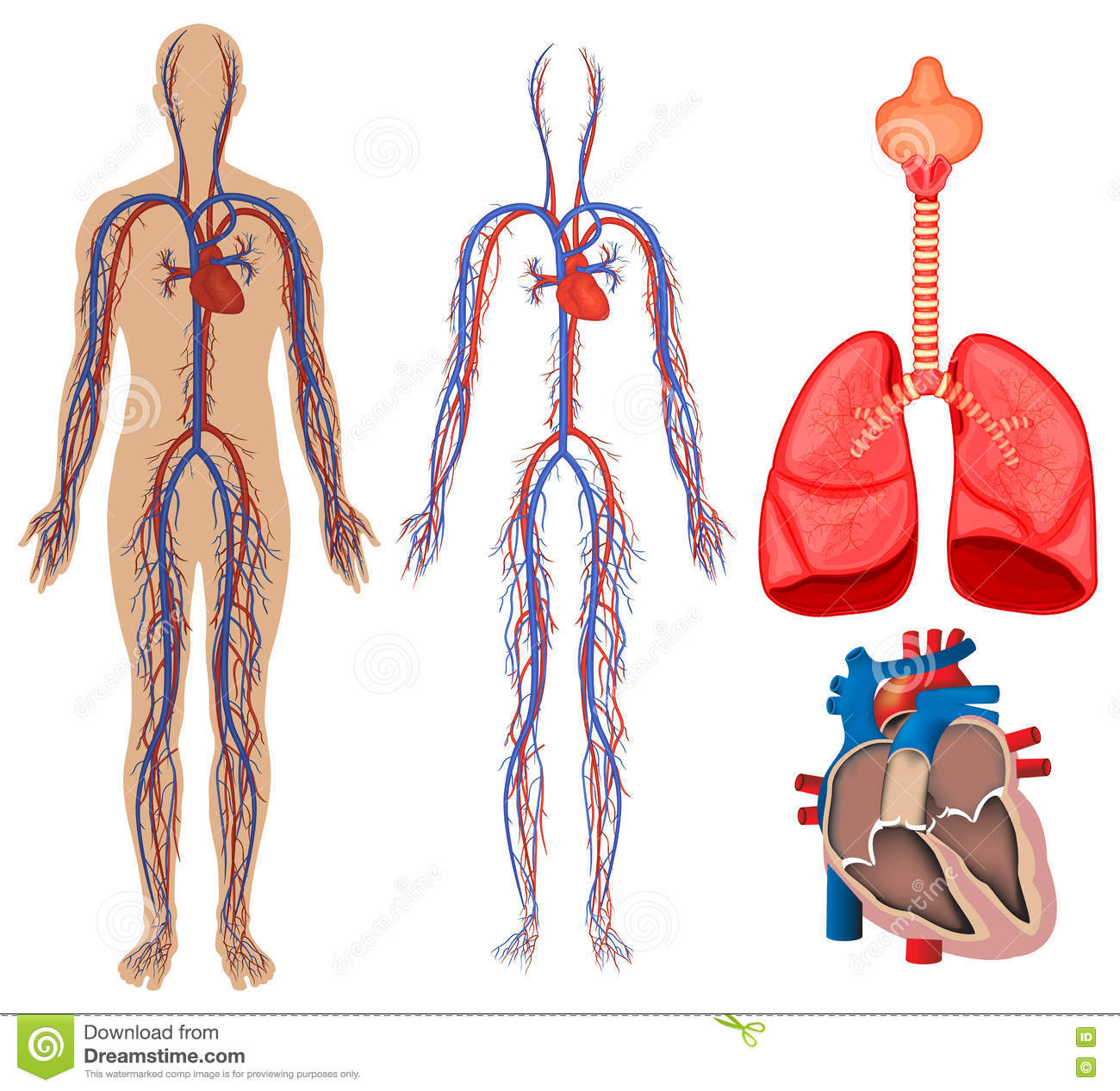 eletrocardiograma - Série 8 - Questionário