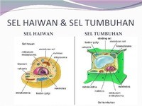 struktur sebuah sel - Kelas 7 - Kuis