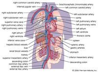 the circulatory and respiratory systems - Grade 1 - Quizizz