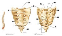 sacrum and vertebral column