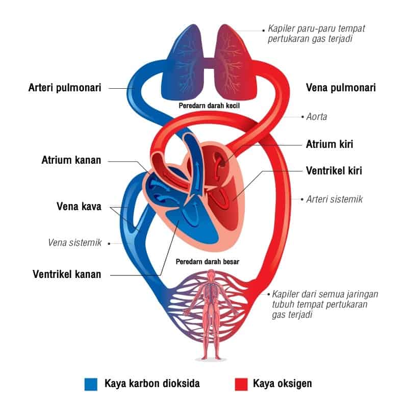 Darah yang telah mengalir kembali ke jantung dari seluruh tubuh banyak mengandung