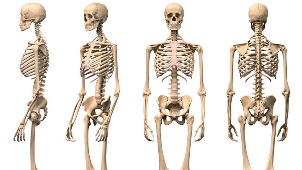 Osteologia | Science - Quizizz