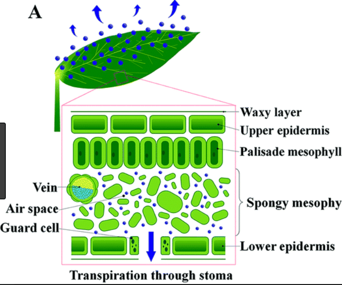 Transpiration & Translocation