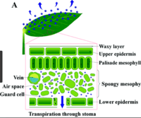 transpiration translocation quizizz photosynthesis