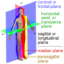 Body Orientation and Regions Practice 