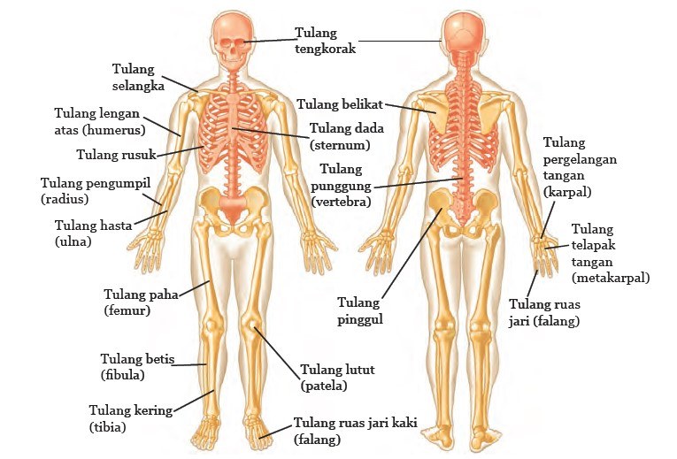 Kelainan pada bentuk tulang belakang yang membengkok ke kiri atau ke kanan disebut