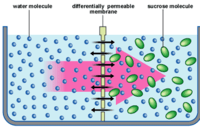 osmosis and tonicity - Class 6 - Quizizz