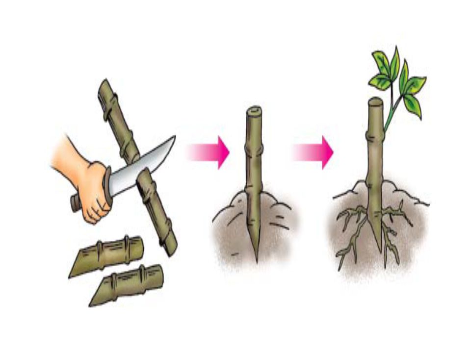 Tanaman mangga dikembangbiakan secara vegetatif buatan dengan cara
