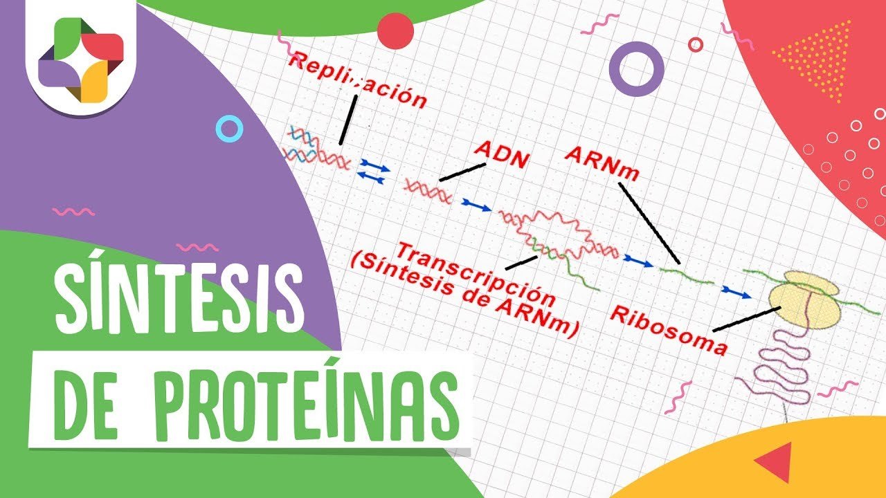 síntesis de arn y proteínas Tarjetas didácticas - Quizizz