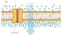 a membrana celular - Série 11 - Questionário