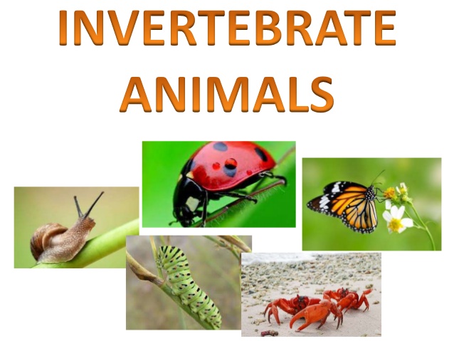 parts of invertebrate animals questions & answers for quizzes and tests -  Quizizz