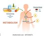 Energy & Metabolism