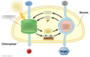 Photosynthesis: light-dependent reactions