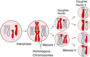 Meiosis & Mitosis