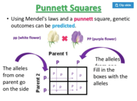 non mendelian inheritance - Grade 7 - Quizizz