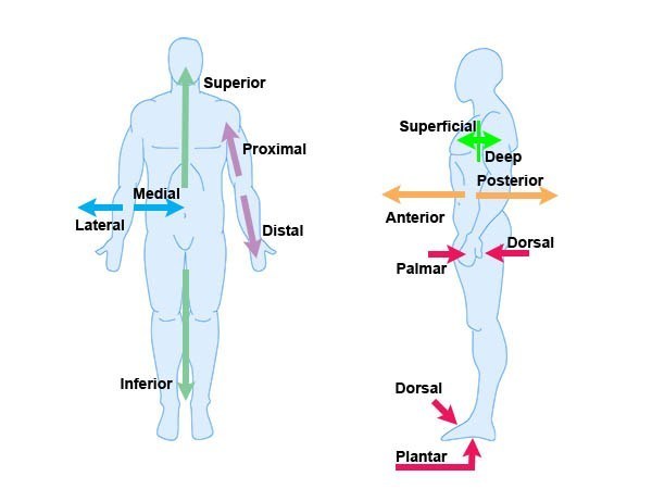 Anatomical Terminology | Zoology Quiz - Quizizz