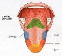 Los 5 Sentidos - Grado 7 - Quizizz