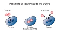 Biología - Grado 12 - Quizizz