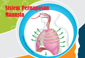 Latihan Soal Sistem Pernapasan Pada Manusia Quiz Quizizz