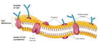 structure of a cell - Class 9 - Quizizz