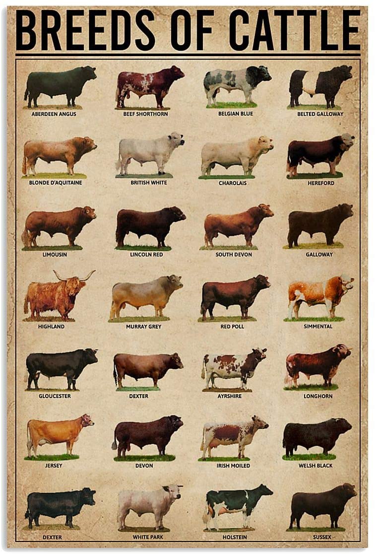 Beef Cattle Breeds | Education - Quizizz