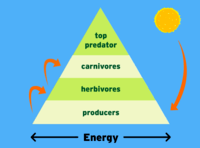 Energy Pyramid Brainpop Science Quiz Quizizz