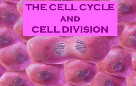 the cell cycle and mitosis Flashcards - Quizizz