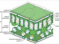 schemat komórki roślinnej - Klasa 5 - Quiz