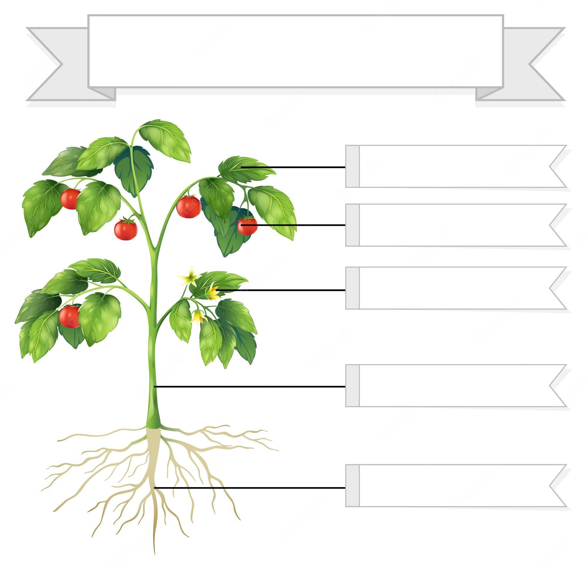 4 letter word for plant part