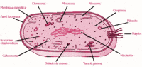 la membrana celular - Grado 3 - Quizizz