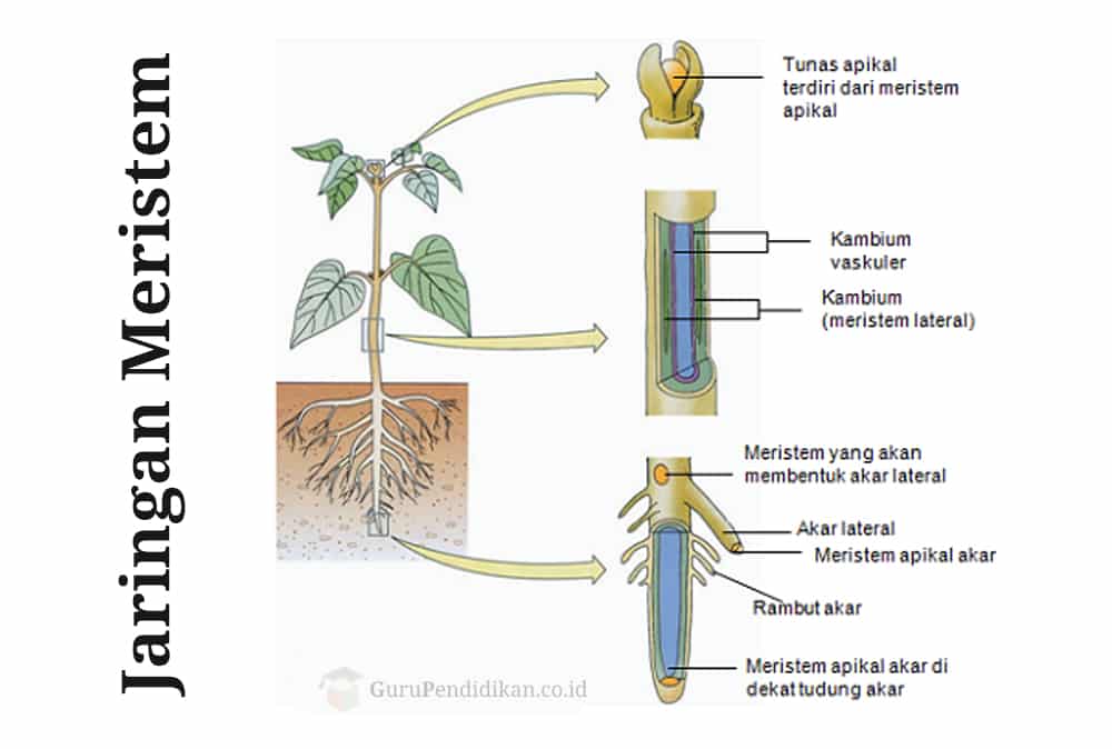 Jaringan Meristem Biology Quiz Quizizz