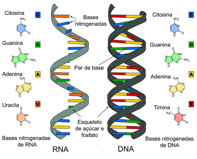 síntese de rna e proteína - Série 1 - Questionário