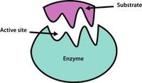 enzimas Tarjetas didácticas - Quizizz