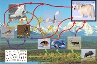 Dinámica de cadenas y redes alimenticias de Océano y Tundra