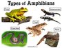 Amphibians