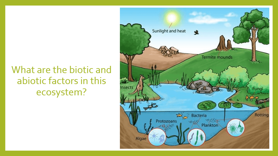 Abiotic and Biotic Factors/ Components of an Ecosystem - Quizizz