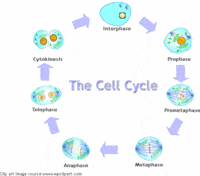 the cell cycle and mitosis Flashcards - Quizizz