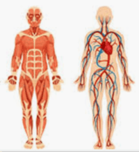 the circulatory and respiratory systems - Grade 9 - Quizizz