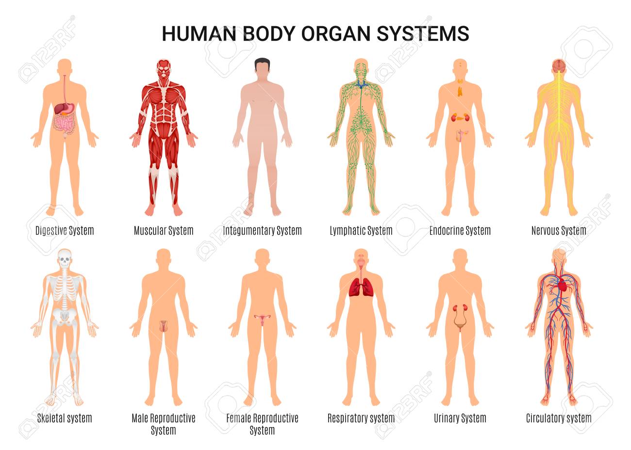 List the 10 body systems and describe their function job