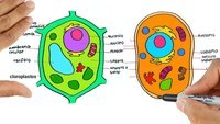 Biología - Grado 9 - Quizizz