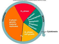the cell cycle and mitosis - Grade 11 - Quizizz