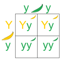 kwadraty Punnetta - Klasa 7 - Quiz