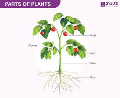 Parts of a plant | 120 jugadas | Quizizz