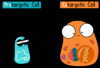 procariontes e eucariontes - Série 3 - Questionário