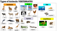 vertebrates and invertebrates - Grade 12 - Quizizz